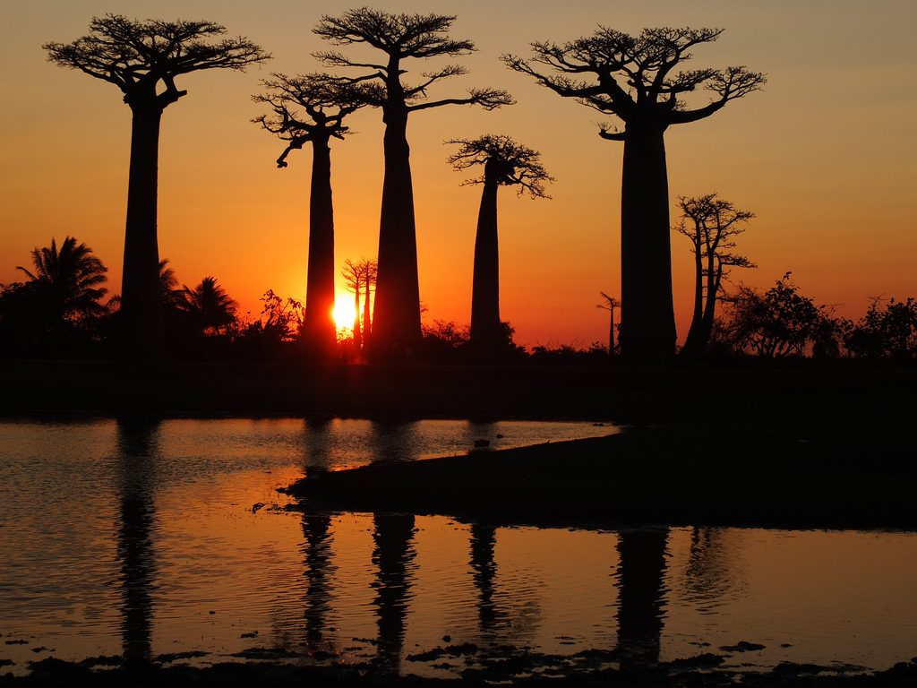 Sunset on the Avenue of the Baobabs