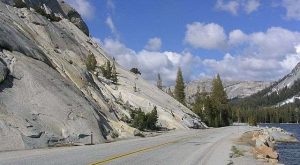 Tioga Pass Forest