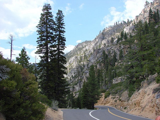 Forest at Sonora Pass