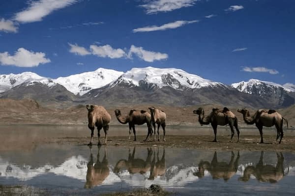 Camels close to the Pamir Highway